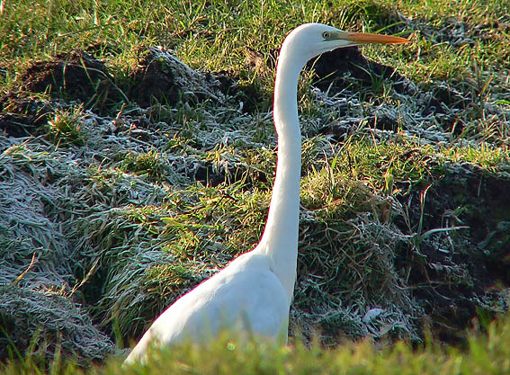 Grotezilverreiger080106